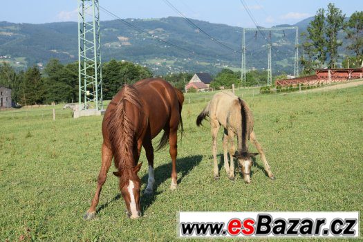 Klisna American Paint Horse – fotografie 5
