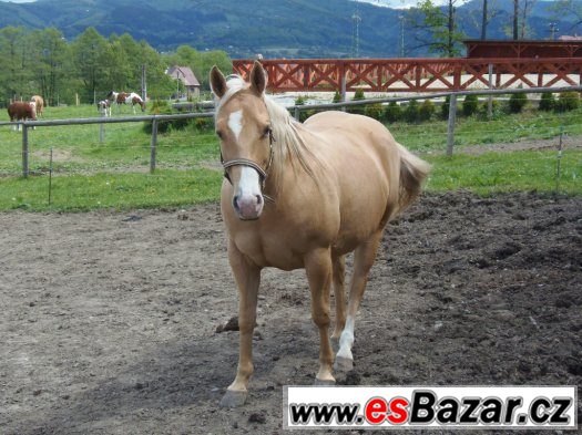 Klisna American Quarter Horse – fotografie 1
