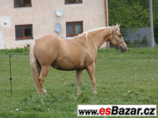Klisna American Quarter Horse – fotografie 2