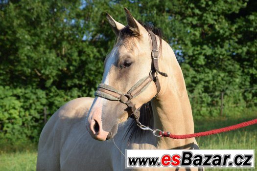 Hřebec American Paint Horse – fotografie 1
