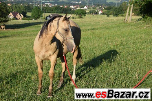 Hřebec American Paint Horse – fotografie 2