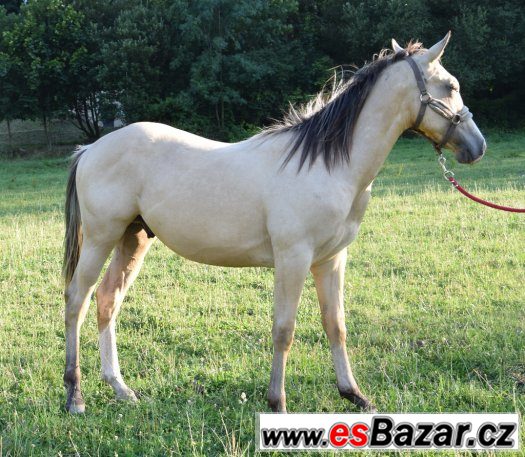Hřebec American Paint Horse – fotografie 3