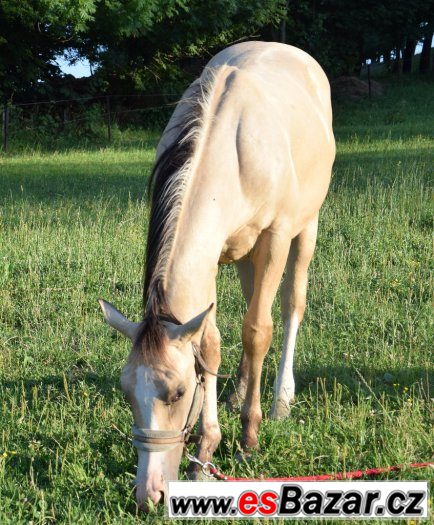 Hřebec American Paint Horse – fotografie 4
