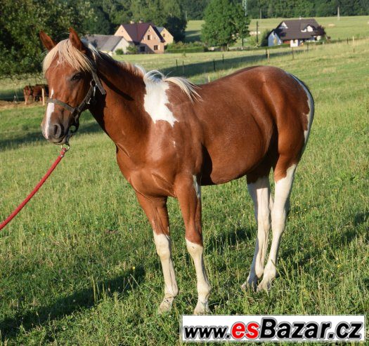Hřebec American Paint Horse – fotografie 1