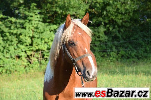 Hřebec American Paint Horse – fotografie 2