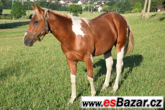 Hřebec American Paint Horse – fotografie 3