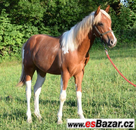 Hřebec American Paint Horse – fotografie 4