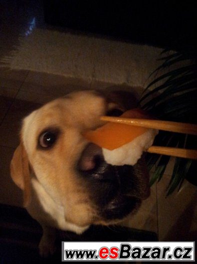 Cooper hledá fenečku – fotografie 2