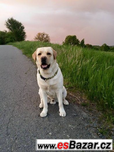 Cooper hledá fenečku – fotografie 4