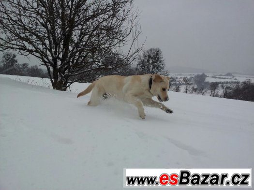 Cooper hledá fenečku – fotografie 5