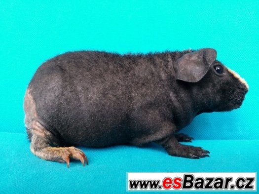 Skinny morče kluk ZERO – fotografie 4