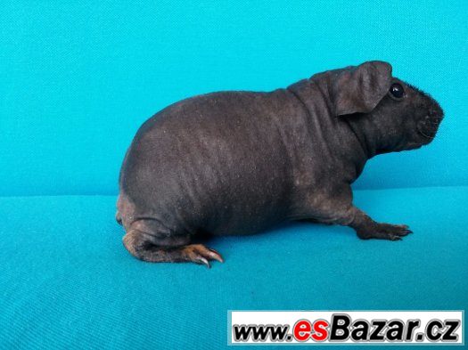 Skinny morče kluk ZIPI – fotografie 5