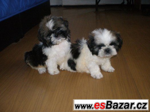 Shih-tzu – fotografie 1