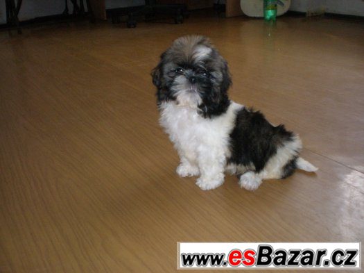 Shih-tzu – fotografie 2