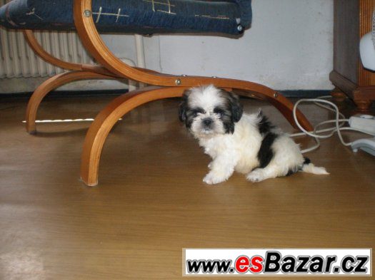 Shih-tzu – fotografie 3