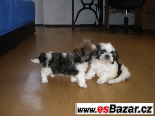Shih-tzu – fotografie 4