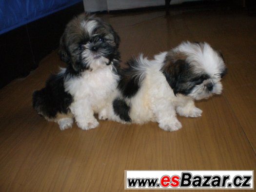 Shih-tzu – fotografie 5