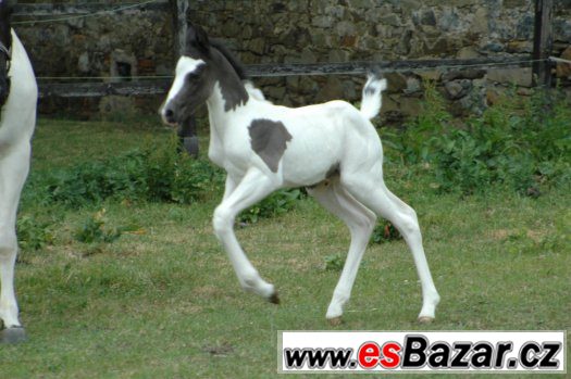 Prodám klisnu paint horse APH – fotografie 1