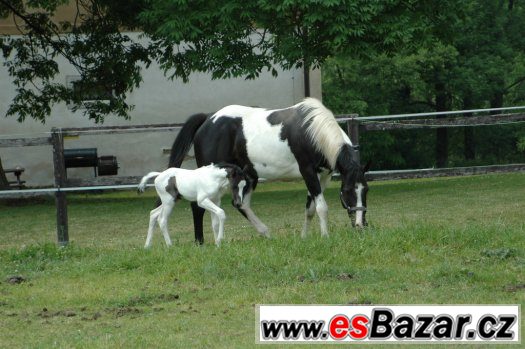 Prodám klisnu paint horse APH – fotografie 2