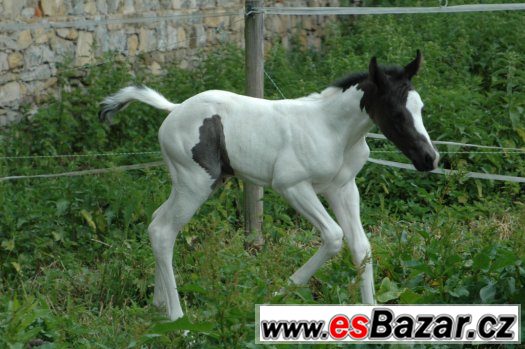 Prodám klisnu paint horse APH – fotografie 3