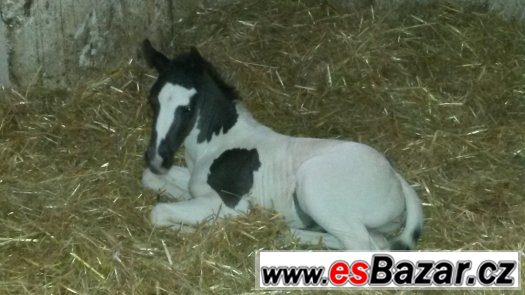 Prodám klisnu paint horse APH – fotografie 4