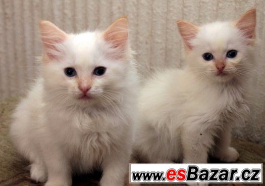 Ragdoll koťátka s PP – fotografie 4