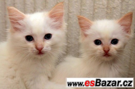 Ragdoll koťátka s PP – fotografie 5