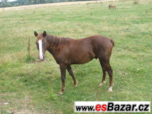 Kříženci QH – fotografie 3