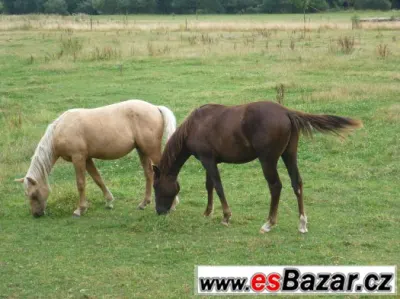Kříženci QH