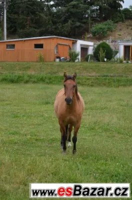 Valach