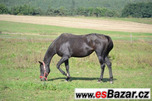 Klisna 7 let – fotografie 1