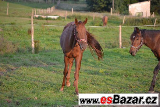 Dva hřebci na prodej 3 a 2 roky – fotografie 4