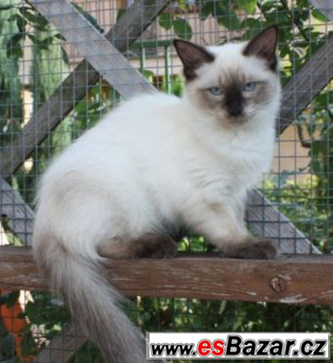 RAGDOLL : – fotografie 1