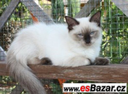 RAGDOLL : – fotografie 2