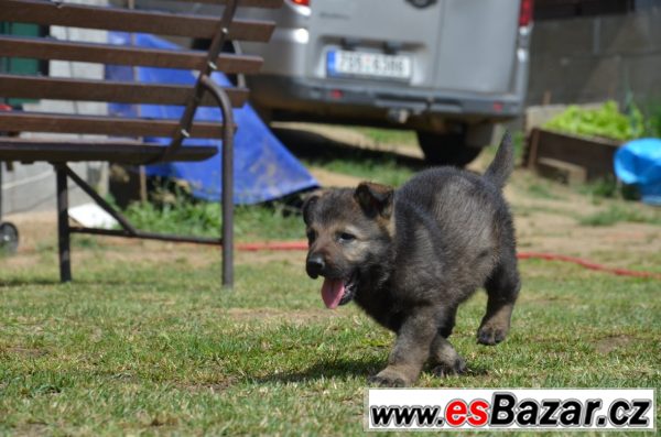 Prodám štěňata NO  – fotografie 2
