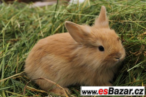 Prodám zakrslé králíčky – fotografie 3