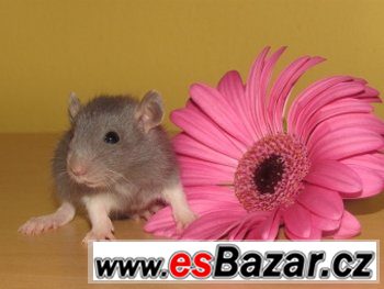Potkaní mláďata s rodokmenem – fotografie 1