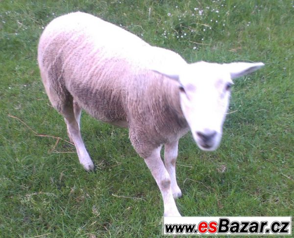 Prodám jehnici Texel – fotografie 2
