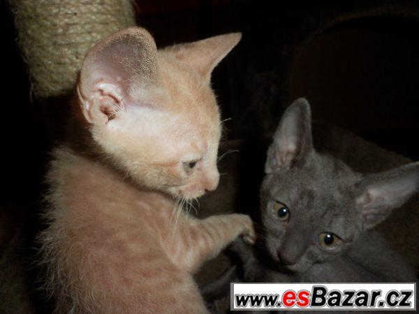 Prodám koťátka cornish rex s PP – fotografie 2
