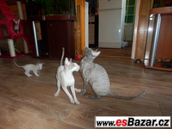 Prodám koťátka cornish rex s PP – fotografie 3