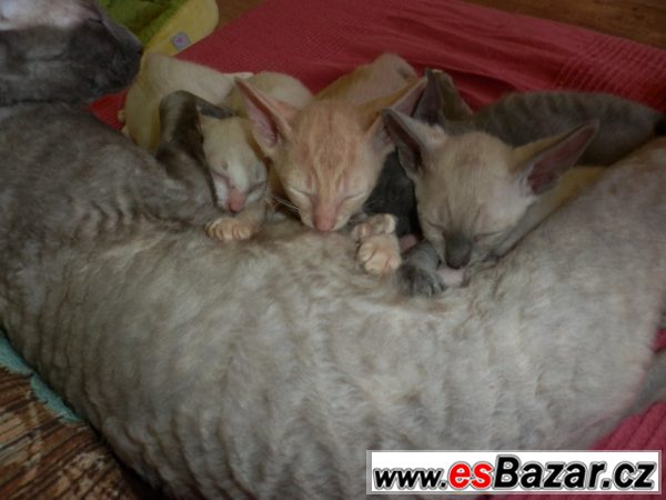 Prodám koťátka cornish rex s PP – fotografie 5