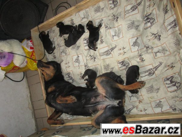 Prodám štěňata  rotwajlera – fotografie 2