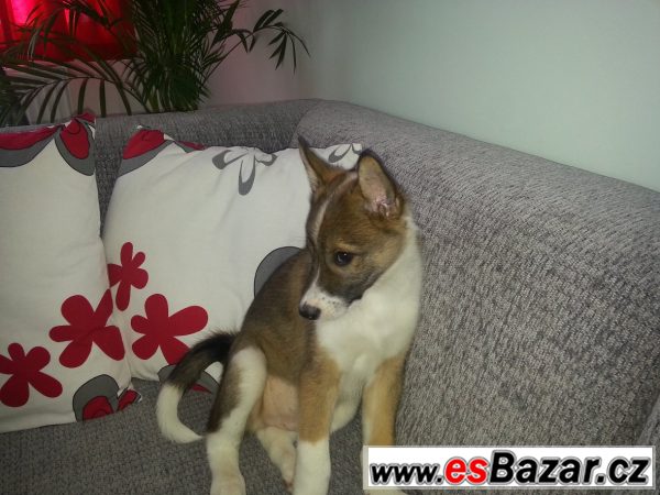 PRODÁM ŠTĚNĚ ZÁPADOSIBIŘSKÉ LAJKY – fotografie 2