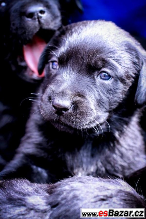PRODÁM ŠTĚŇÁTKA ČERNÉHO LABRADORA – fotografie 1