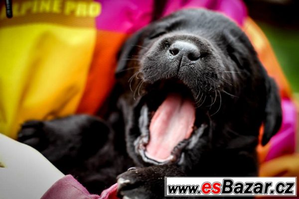 PRODÁM ŠTĚŇÁTKA ČERNÉHO LABRADORA – fotografie 2