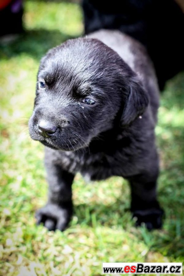 PRODÁM ŠTĚŇÁTKA ČERNÉHO LABRADORA – fotografie 3
