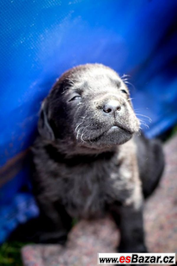 PRODÁM ŠTĚŇÁTKA ČERNÉHO LABRADORA – fotografie 5