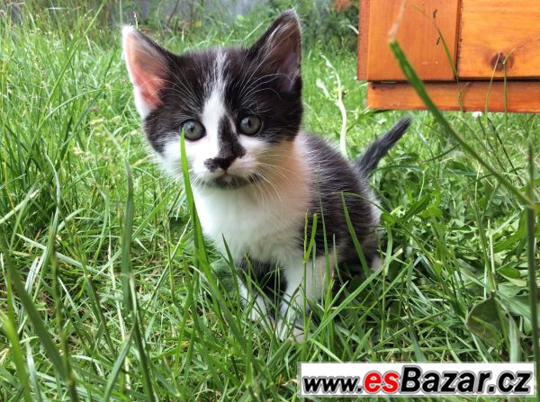 PRODÁM KRÁSNÁ KOŤÁTKA!!!:-) – fotografie 5