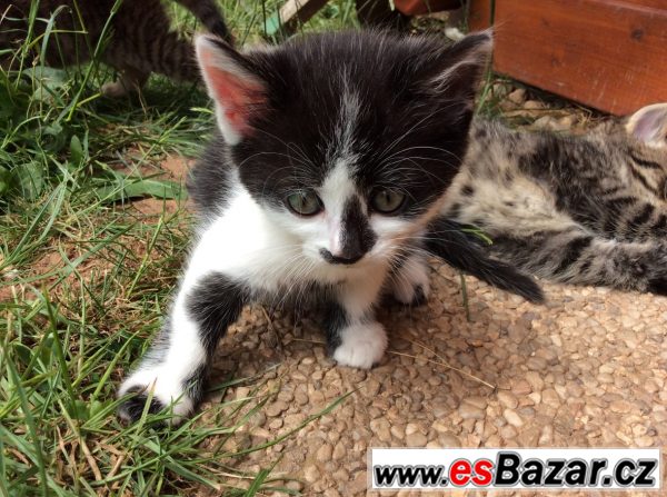 PRODÁM KRÁSNÁ KOŤÁTKA!!!:-) – fotografie 6