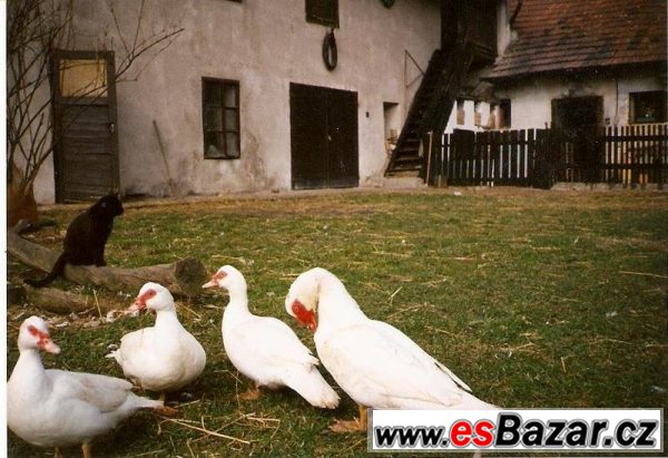 Prodám násadová vejce. – fotografie 1